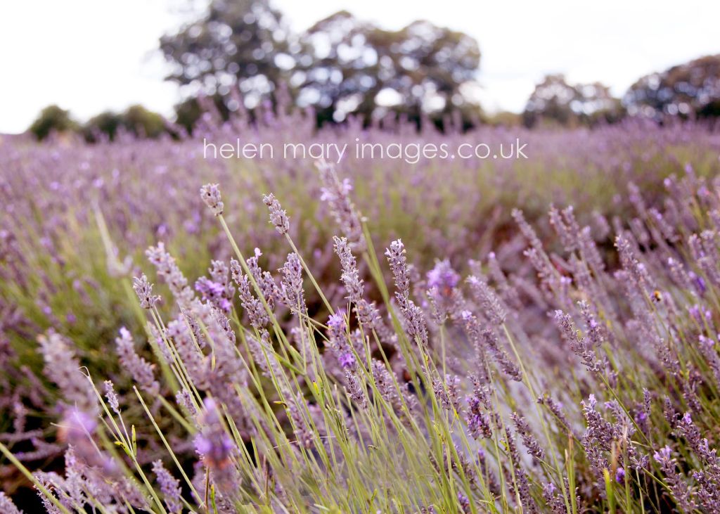 You are currently viewing Helen Mary Images captures beautiful Wedding Photography in a Lavender field Cheshire